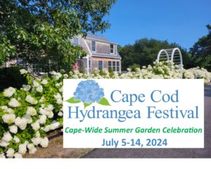 Cape Cod Hydrangea Festival 2024